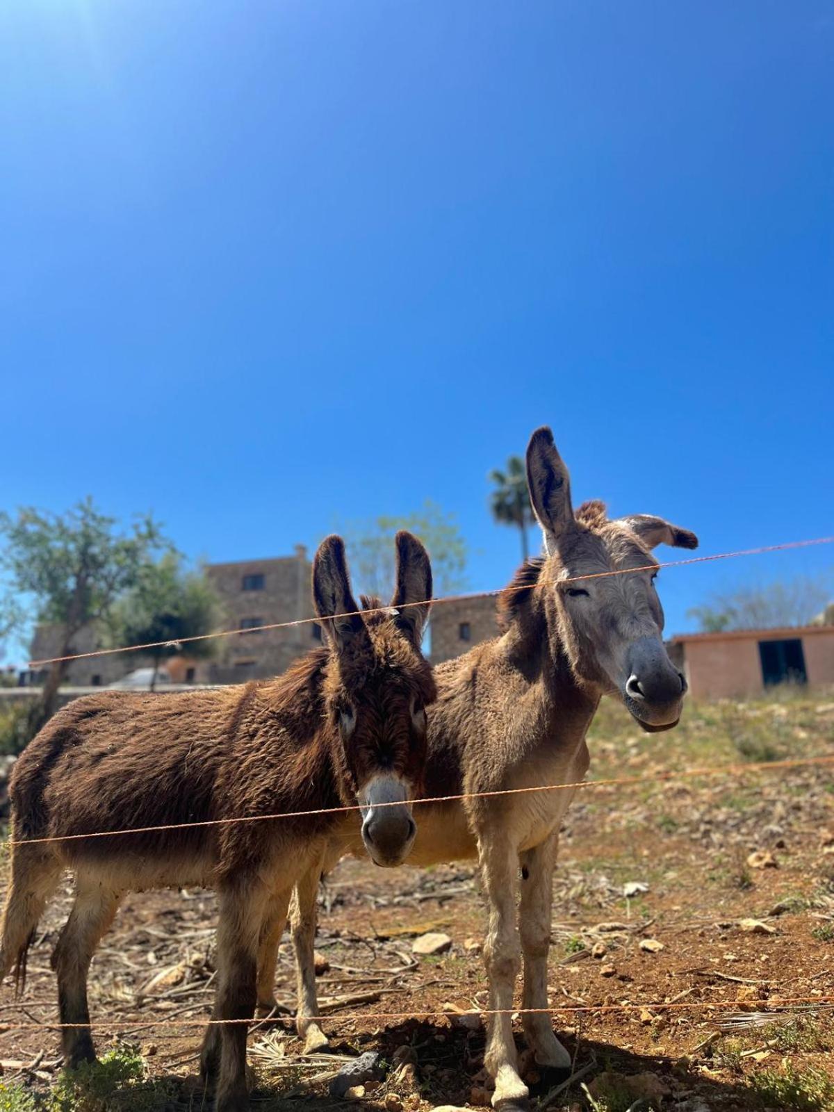Agroturismo Ses Illes Costitx  Dış mekan fotoğraf